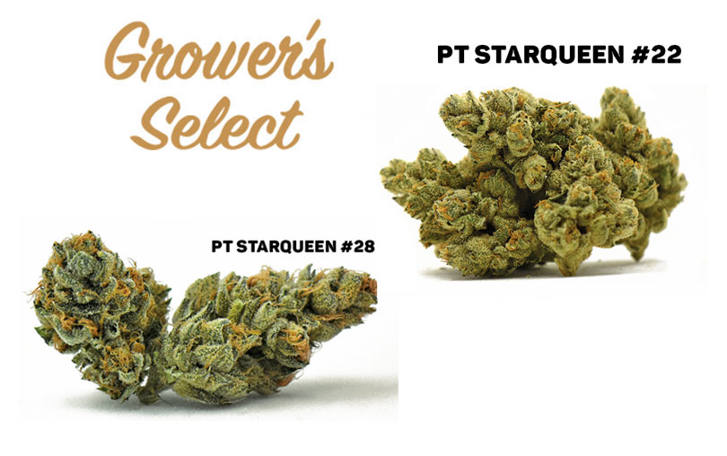 Grower’s Select: PT Starqueen