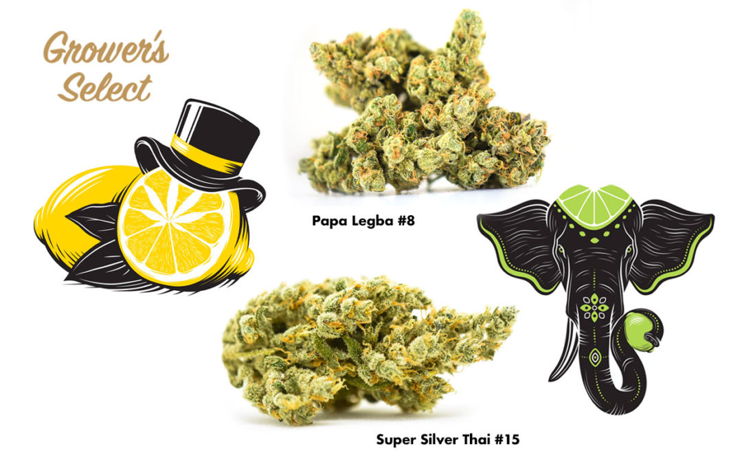 Grower’s Select: Papa Legba and Super Silver Thai