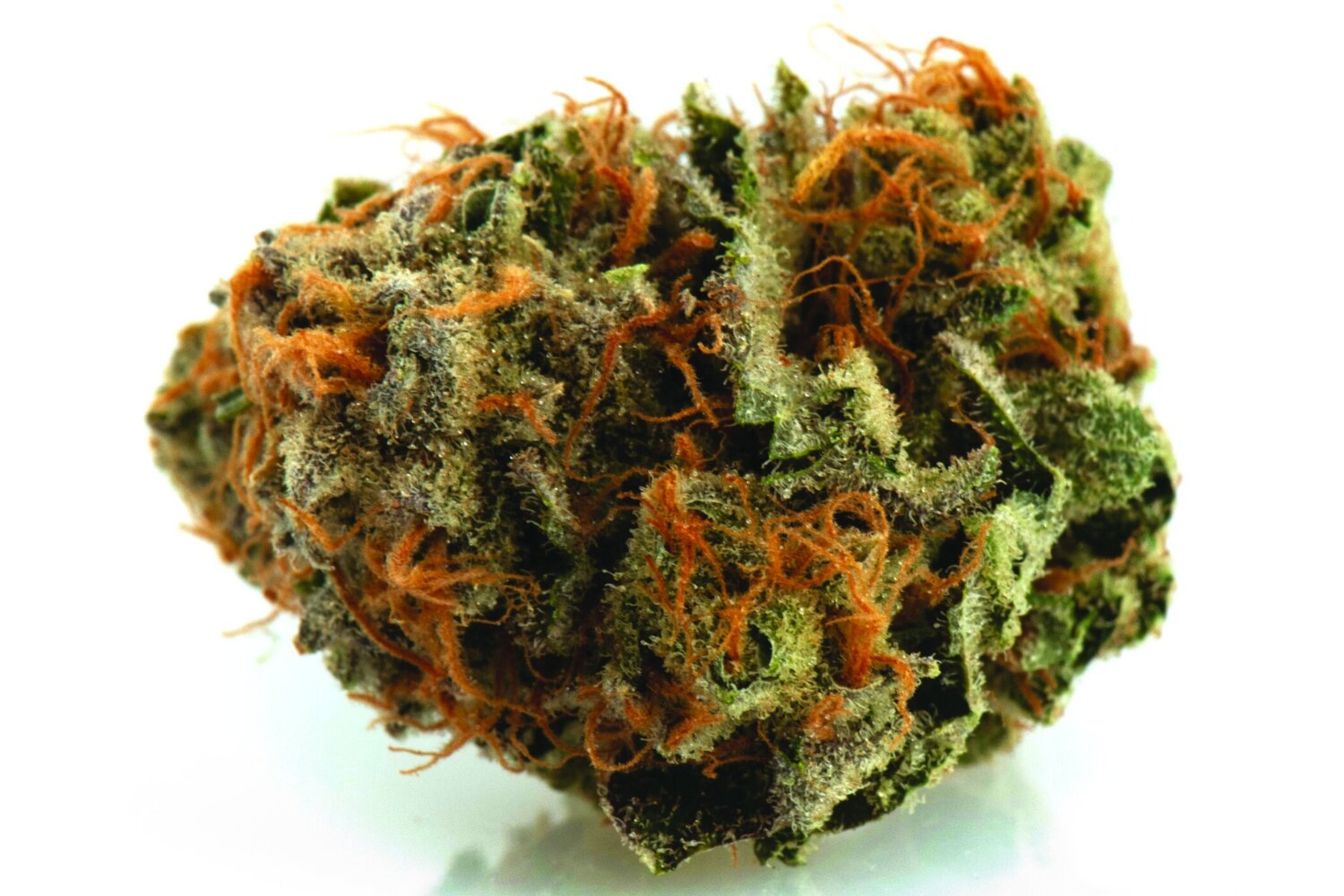 Sour Blueberry #11