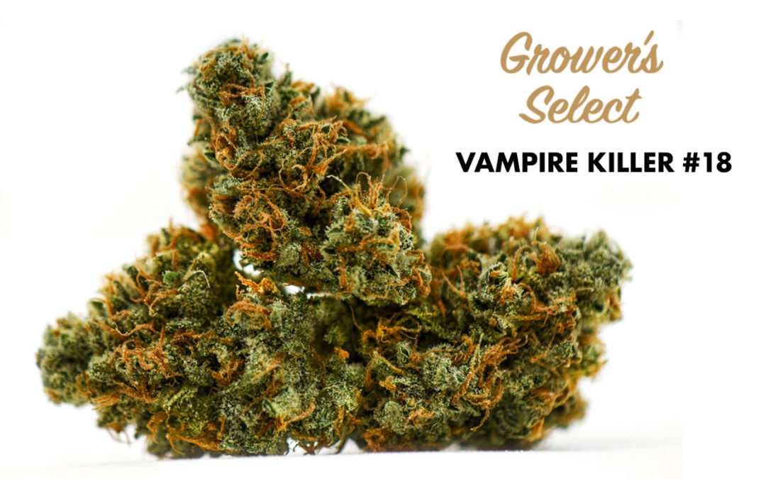 Grower’s Select Spotlight: Vampire Killer #18