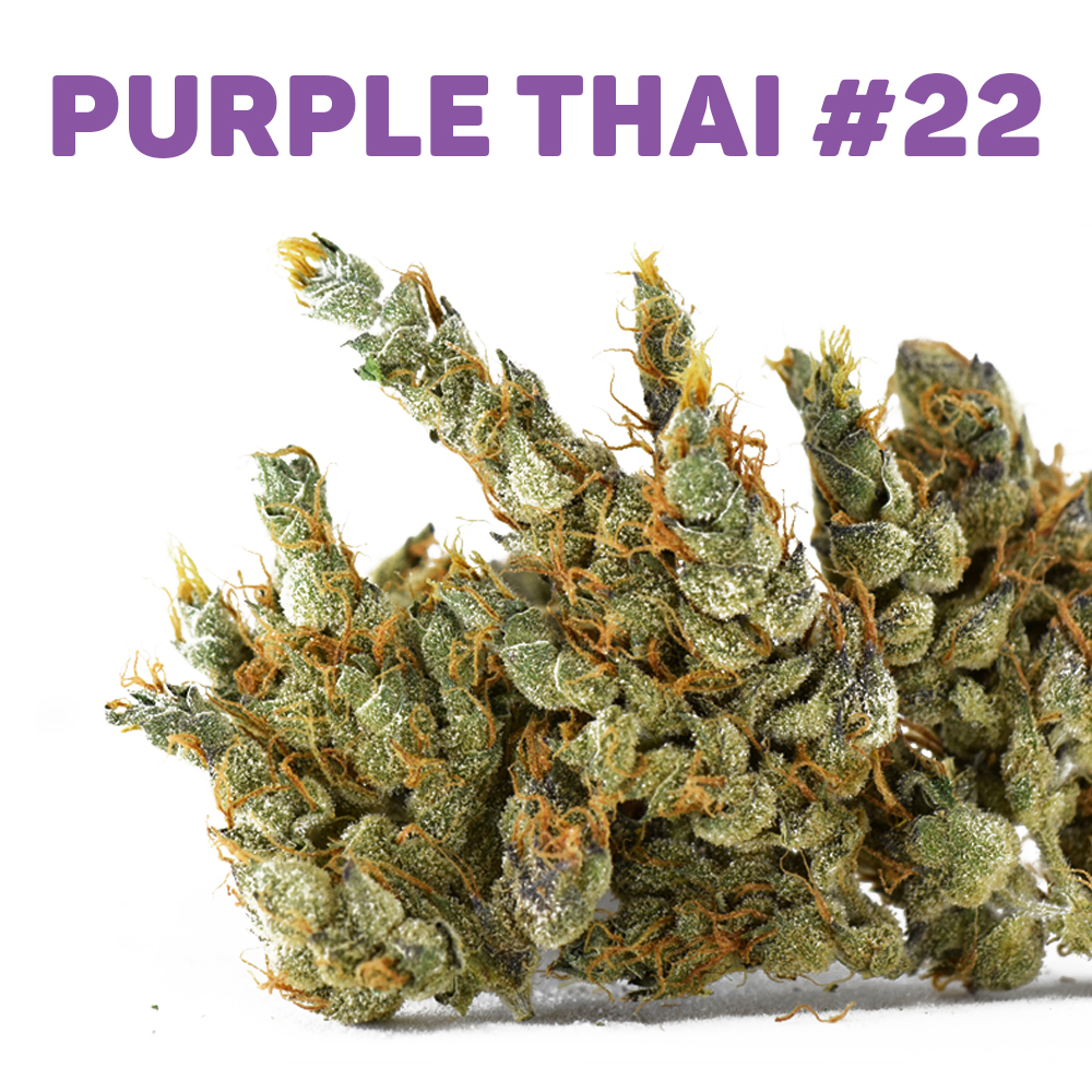 Flower Spotlight: Purple Thai #22