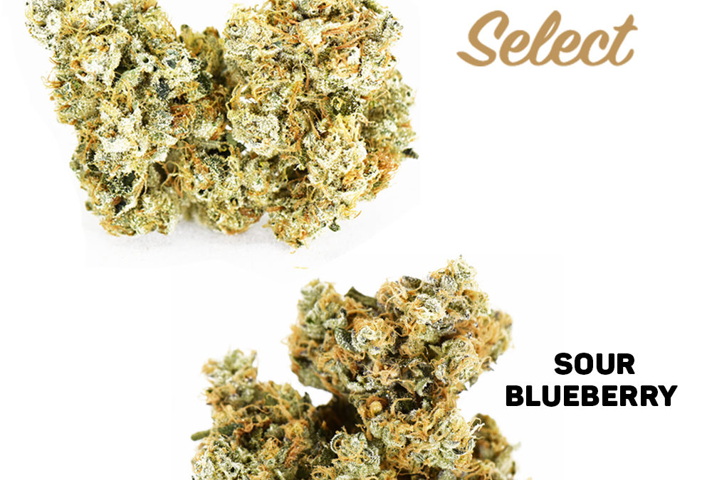 Grower’s Select: African Thai #15 and Sour Blueberry #2