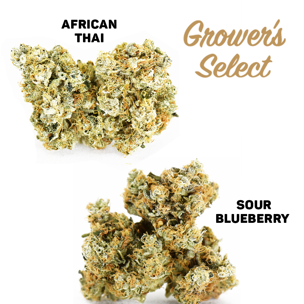 Grower’s Select: African Thai #15 and Sour Blueberry #2