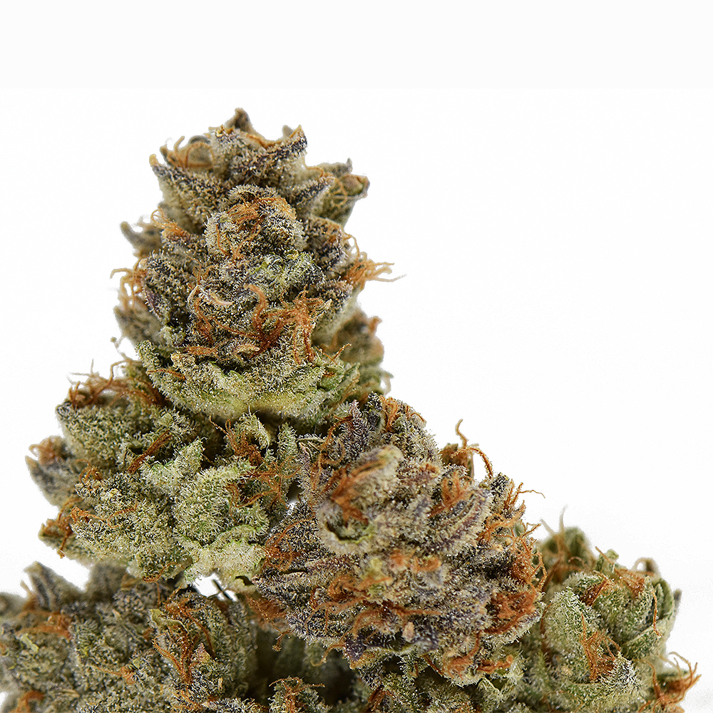 Hogplums Northern Lights Haze #30