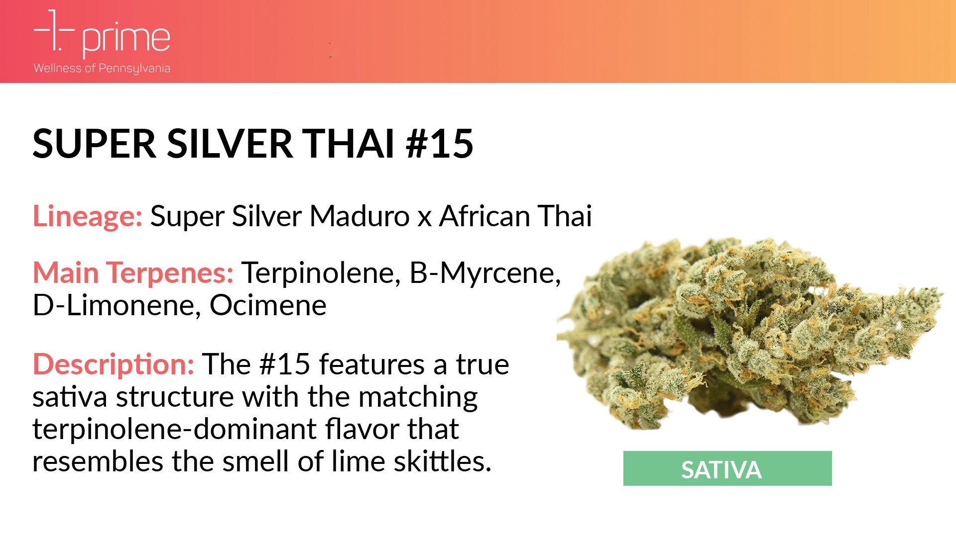Behind the Strains Super Silver Thai