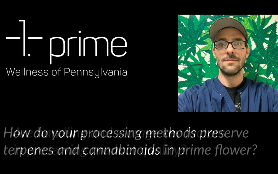 The prime Insider Podcast | Plant Matters: Processing