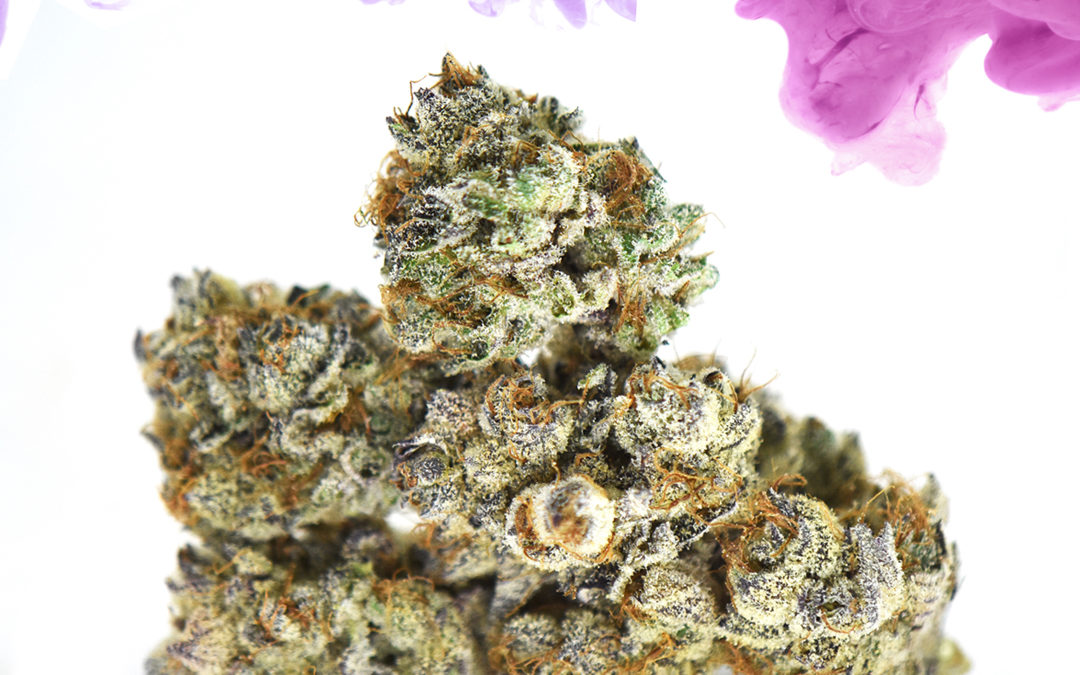 Behind the Strains: Purple Haze